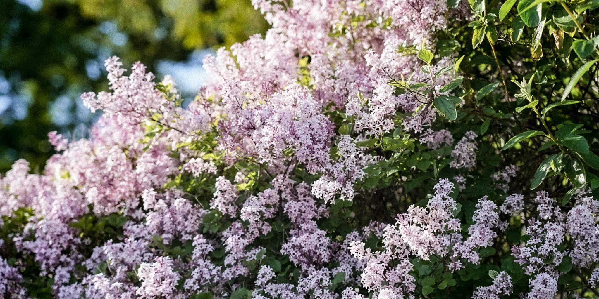 50 Good Morning Affirmations (and the Science Behind Them)